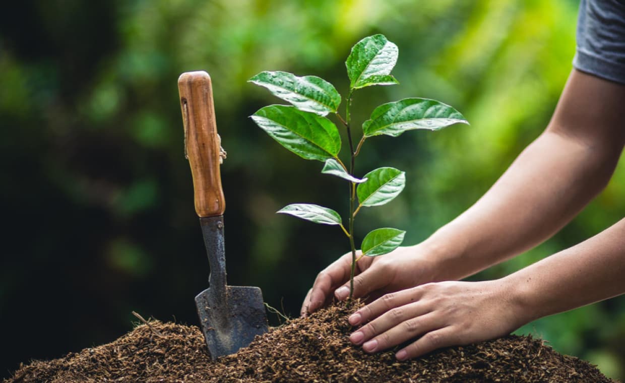 Plant Trees 01 1403070001